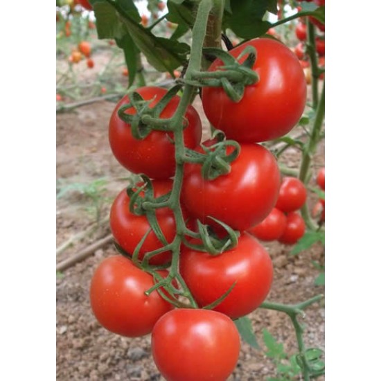 AZ 44 F1 Salkım Domates Tohumu