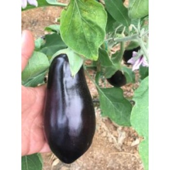 AZ 60 F1 Yarı Topan Patlıcan Tohumu