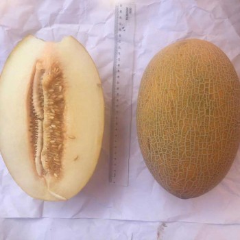 A-Z-90 F1 Ananas Tipi Kavun Tohumu