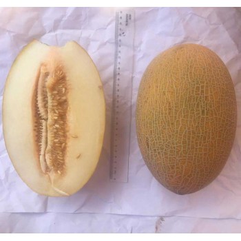 A-Z-90 F1 Ananas Tipi Kavun Tohumu