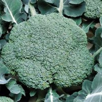 Beaumont F1 Brokoli Fidesi