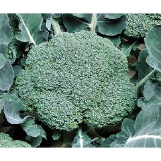 Beaumont F1 Brokoli Fidesi