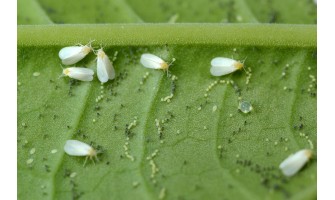 Thrips ve Beyaz Sinek’te Gözlem& İzlemenin Önemi