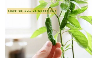 Biber Yetiştiriciliğinde Gübreleme – Teknik Rehber ve Uygulama Önerileri