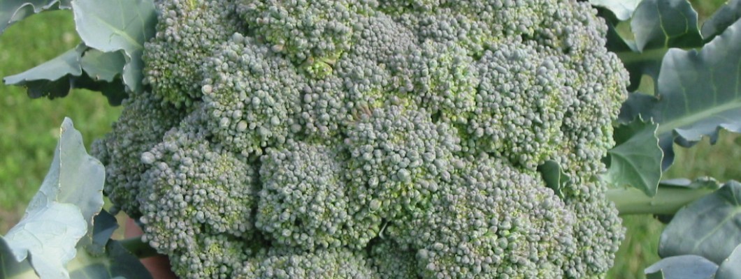 Brokoli Nasıl Yetiştirilir Kaç Dereceye Kadar Dayanır