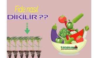 Fide Nasıl Dikilir, Doğru Dikim Nasıl Olur