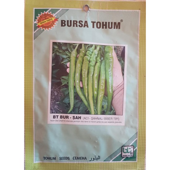 BT Bur_Sah Biber Tohumu