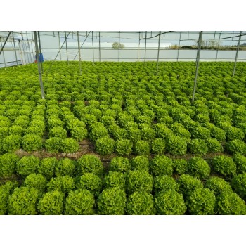 Caipira  Kıvırcık Marul Fidesi