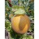 Calinet F1 Kavun Fidesi