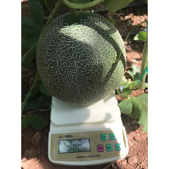 Calinet F1 Kavun Fidesi