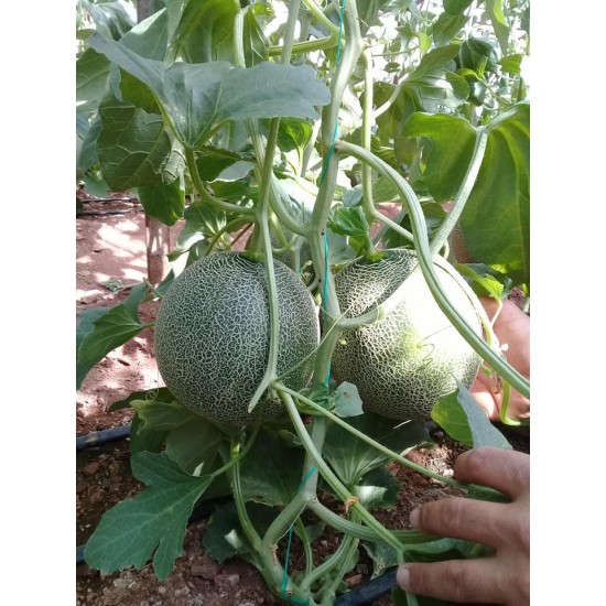 Calinet F1 Kavun Fidesi