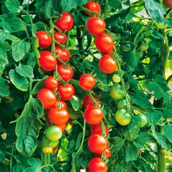 İnci F1 Cherry Domates Fidesi