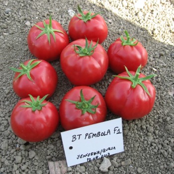 Pembola F1 Domates Fidesi