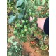 Sembol F1 Kokteyl Sırık Domates Fidesi 