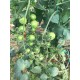 Sembol F1 Kokteyl Sırık Domates Fidesi 