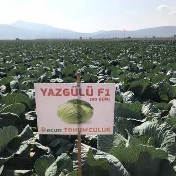 Yazgülü F1  Lahana Fidesi 