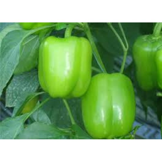 Dilber F1 Dolma Biber Tohumu