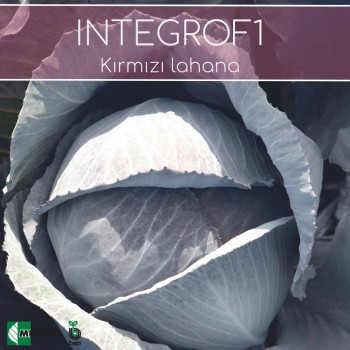 Integro F1 Kırmızı Lahana Fidesi