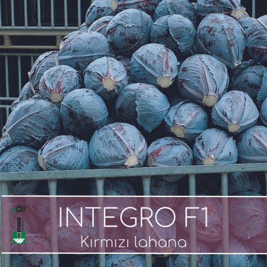 Integro F1 Kırmızı Lahana Fidesi