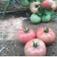  Pembe Sultan F1 Domates Fidesi