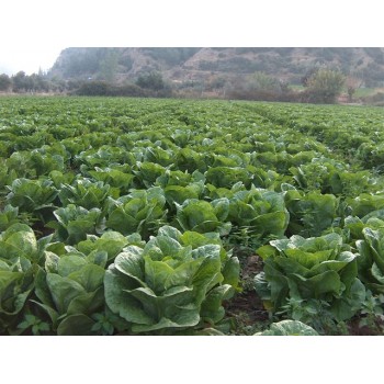 Bitez Yedikule Düz Marul Fidesi