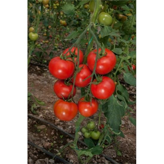 Fruty F1 Sırık Domates Fidesi