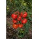 Fruty F1 Sırık Domates Fidesi