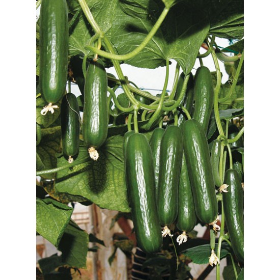 Tnt 1077 F1 Hıyar Fidesi