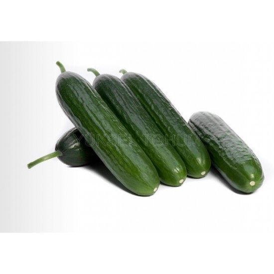 Cevher F1 Hıyar Fidesi