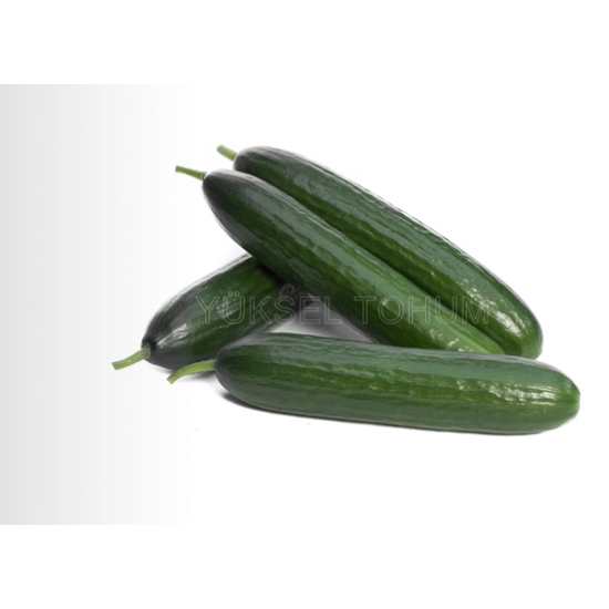 Dörtel F1 Hıyar Fidesi
