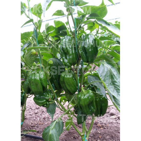 Gazi F1 Dolma Biber Fidesi