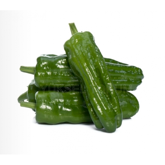 İstek F1 Dolma Biber Fidesi