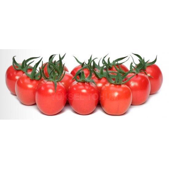 Vitamin F1 Domates Fidesi