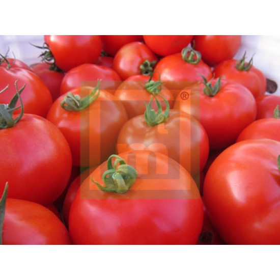 Civan F1 Oturak DomatesFidesi