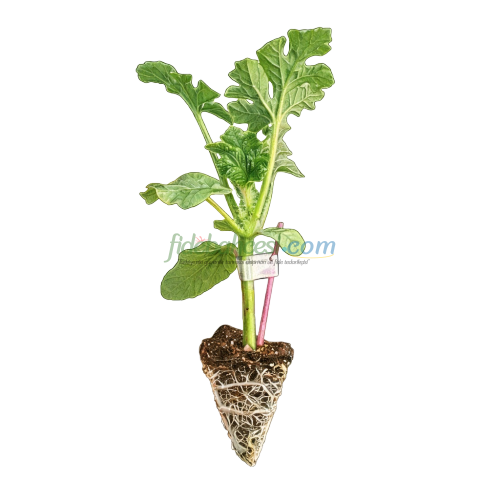 Aşılı Karpuz Fidesi