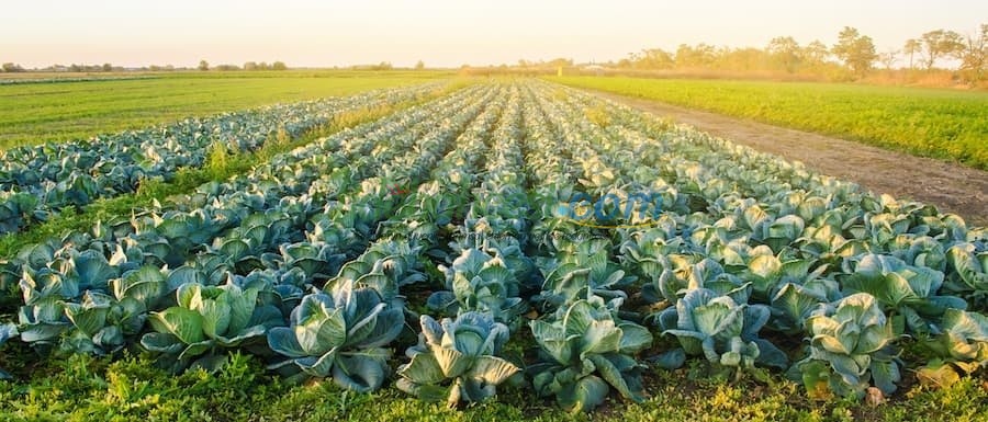Lahana Yetiştiriciliğinde Başarıya Giden Yol: Ekim Zamanı, Tohum Seçimi ve Püf Noktaları
