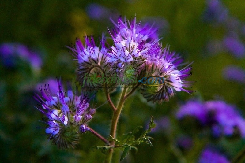Arı Otu (Faselya) Yetiştiriciliği: Bal Üretiminde Verimliliği Artıran Kılavuz