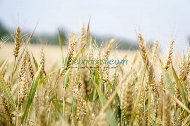 Tohum Islahı: Yüksek Verimli ve Kaliteli Ürünlere Giden Yol