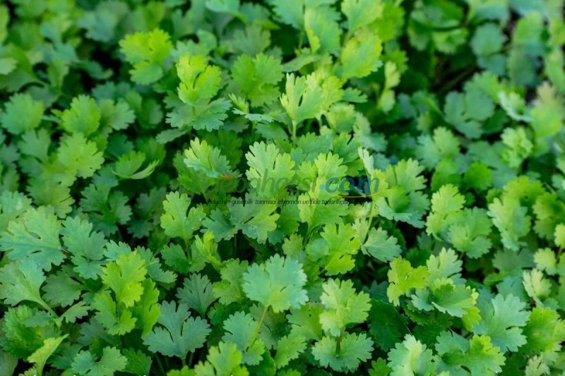 Kişniş Yetiştiriciliği Rehberi: Aşotu veya Kuzbere'nin Tüm Sırları