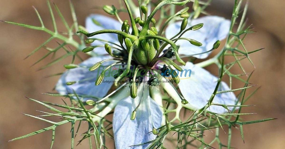 Çörek Otu Yetiştiriciliği: A'dan Z'ye Kapsamlı Rehber