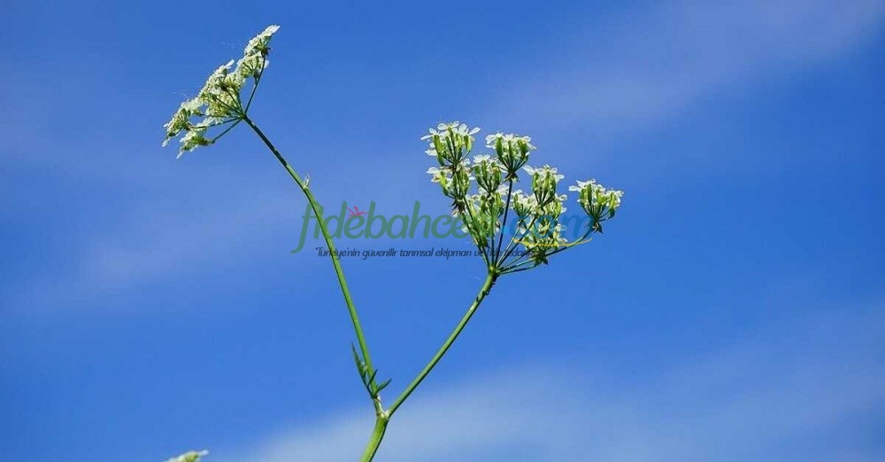 Kimyon Yetiştiriciliği Rehberi: A'dan Z'ye Başarılı Bir Üretim İçin İpuçları