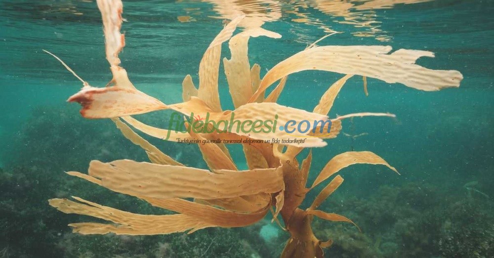 Deniz Yosunu Gübresi: Tarımda Verimliliği Artıran Doğal Çözüm