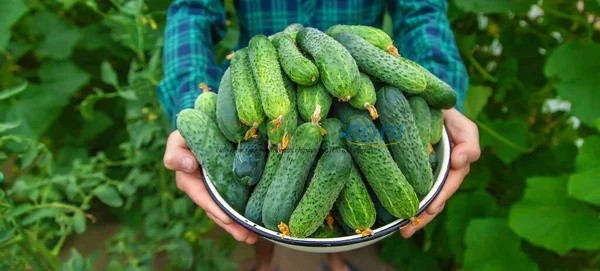 Salatalık: Besin Değerleri, Faydaları ve Yetiştirme Rehberi - Uzmanından Bilgiler