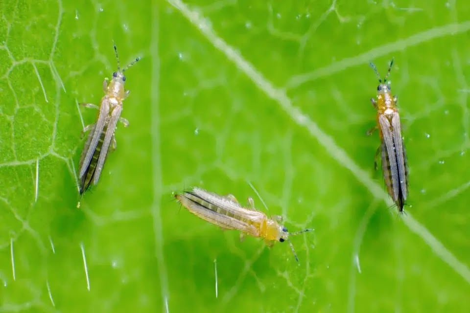 Trips (Thrips tabaci): Tanımı, Zararları ve Etkili Mücadele Yöntemleri