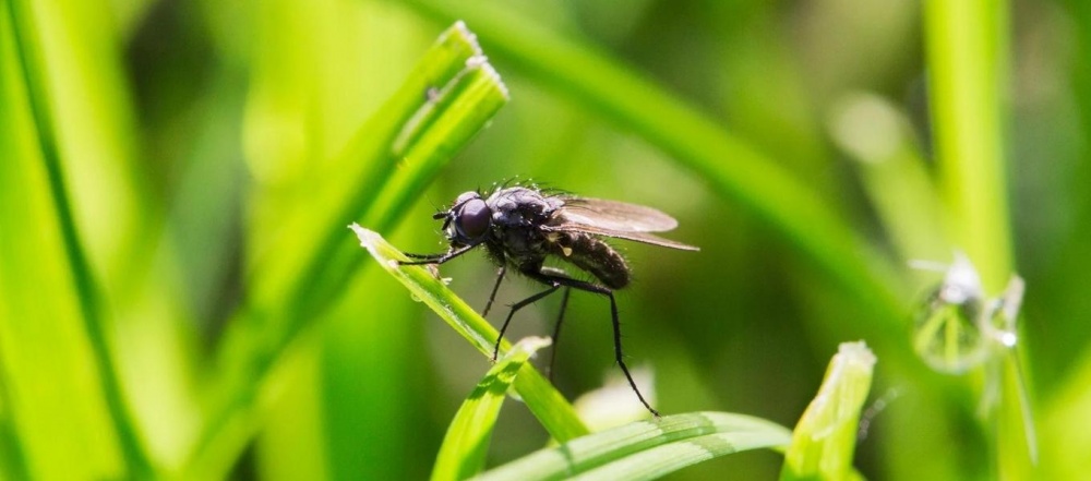 Karasinek Kabusu: Bitki ve Hayvan Sağlığını Koruma Rehberi
