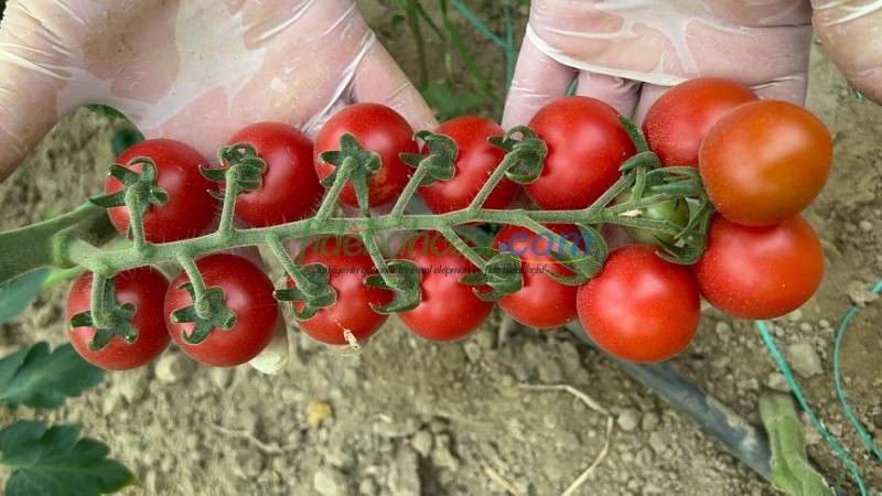 AZ 05 F1 Yuvarlak Kokteyl Domates Tohumu - Görsel 2