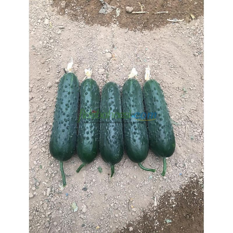 AZ 85 F1 Dikenli Sırık Hıyar Tohumu - Görsel 3