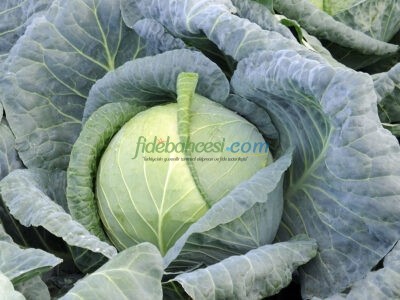 Almanac F1 Beyaz Lahana Fidesi