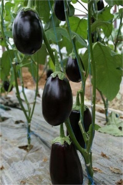 Amedeo F1 Topan Patlıcan Fidesi