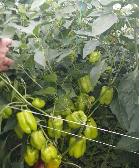 Anadol F1 Dolma Biber Fidesi - Görsel 2